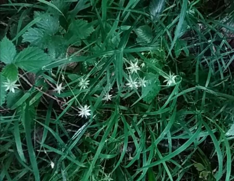 Stellaria graminea fruit