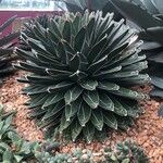 Agave victoriae-reginae