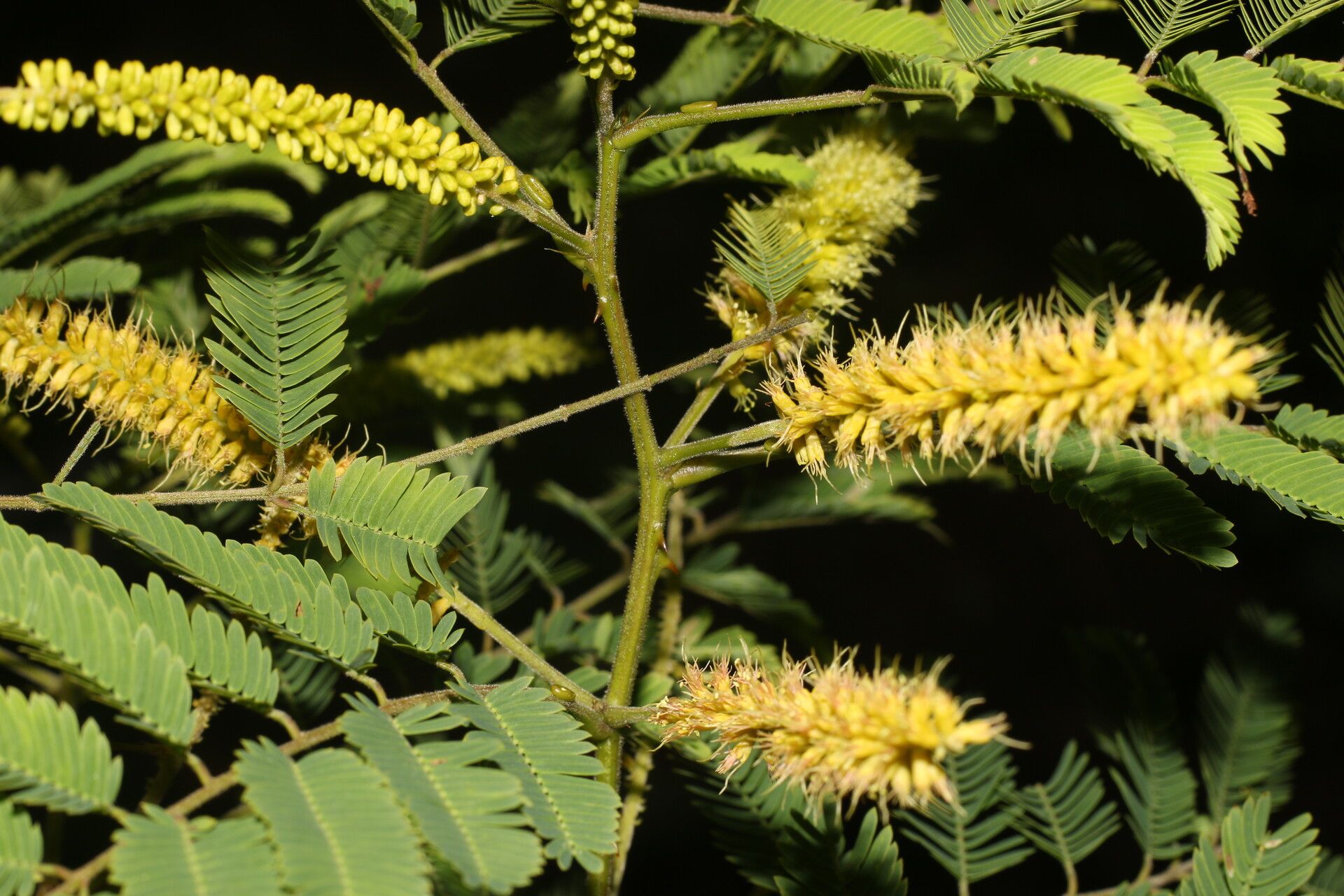 Piptadenia flava flower