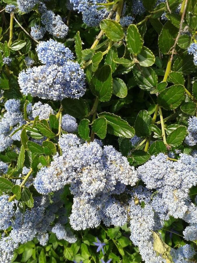 Ceanothus tomentosus flower