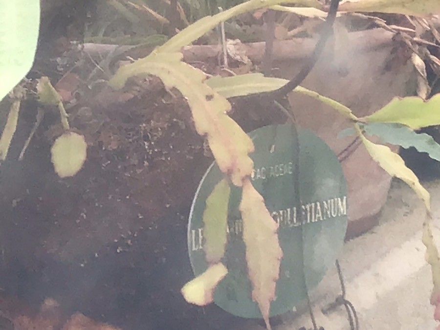 Lepismium houlletianum leaf