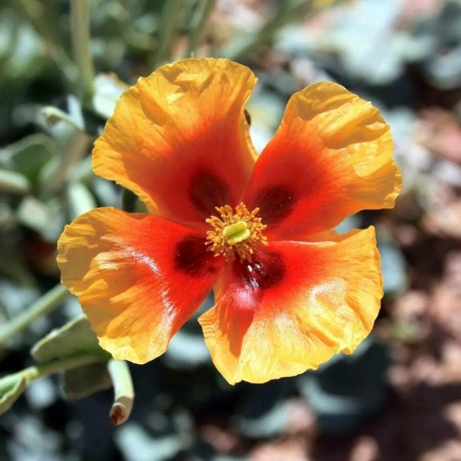 Glaucium arabicum — related species from the same genus
