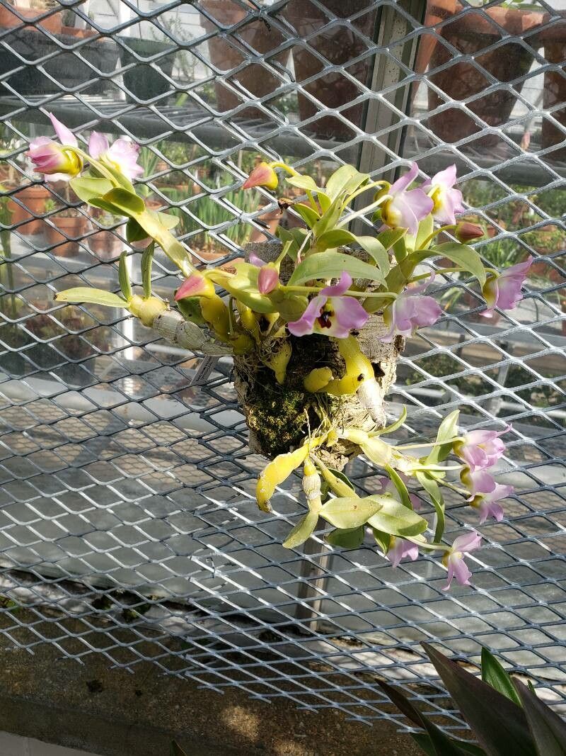 Dendrobium trantuanii habit