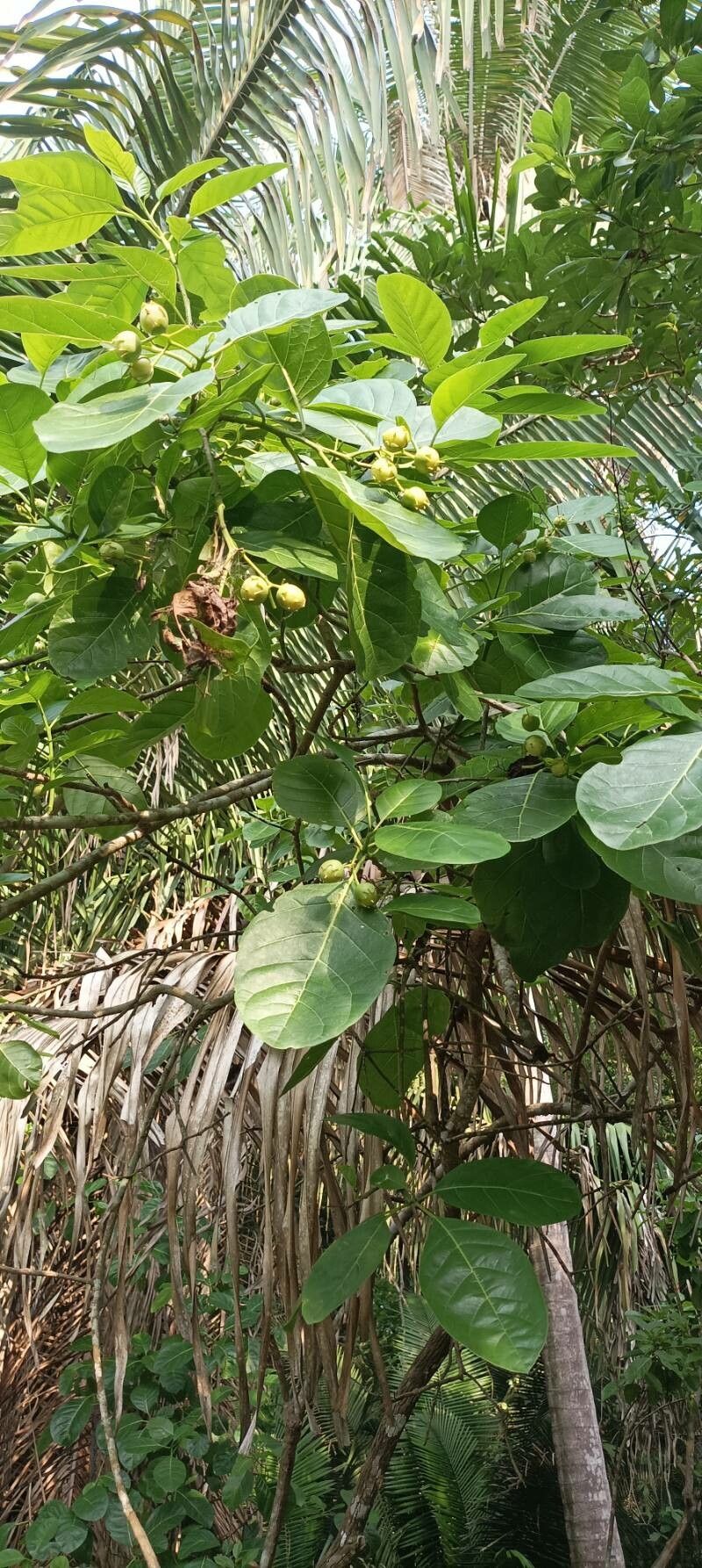 Bourreria superba — houseplant care guide