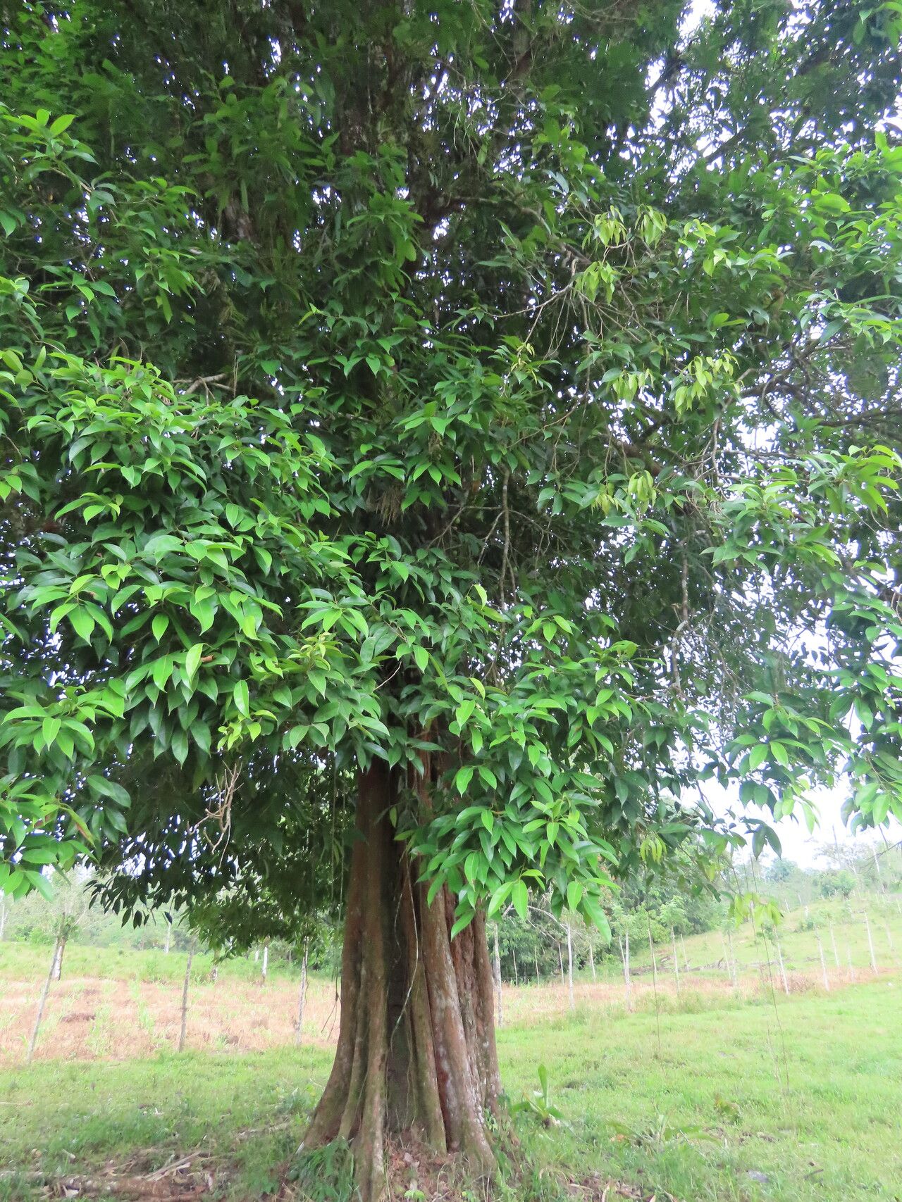 Pouteria izabalensis habit