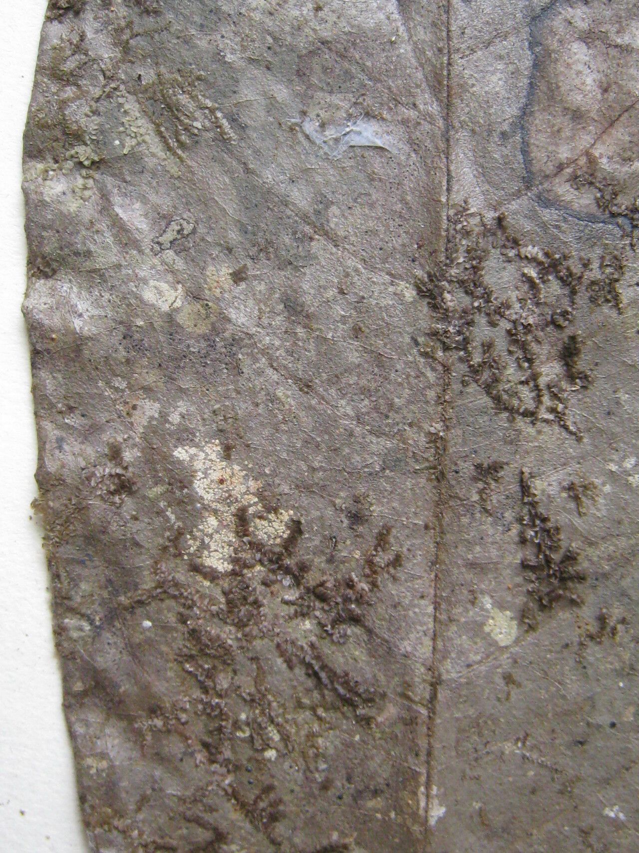 Guatteria richardii other