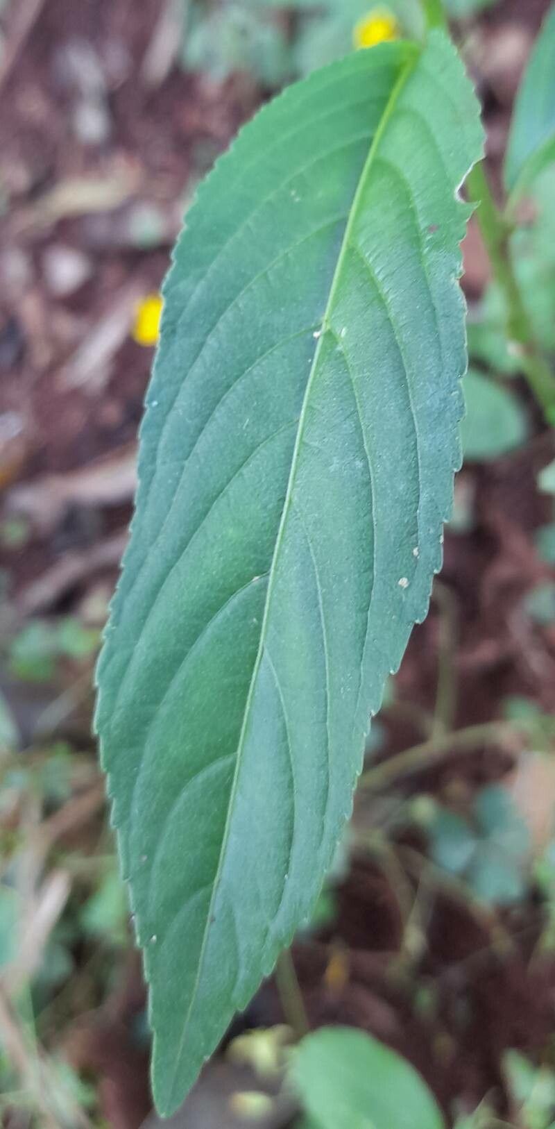 Pombalia communis — related species from the same genus