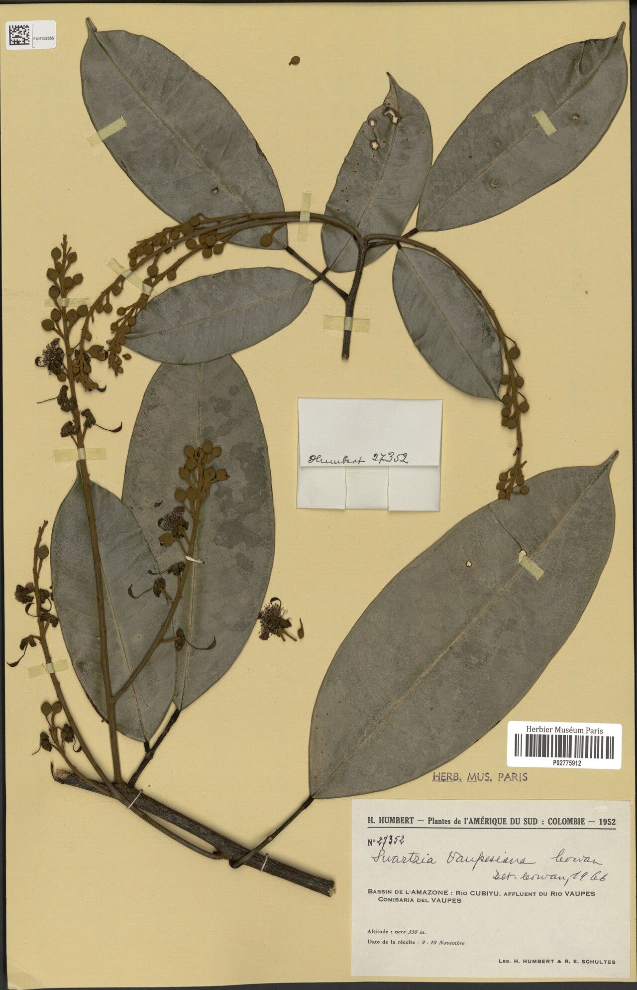 Swartzia vaupesiana leaf