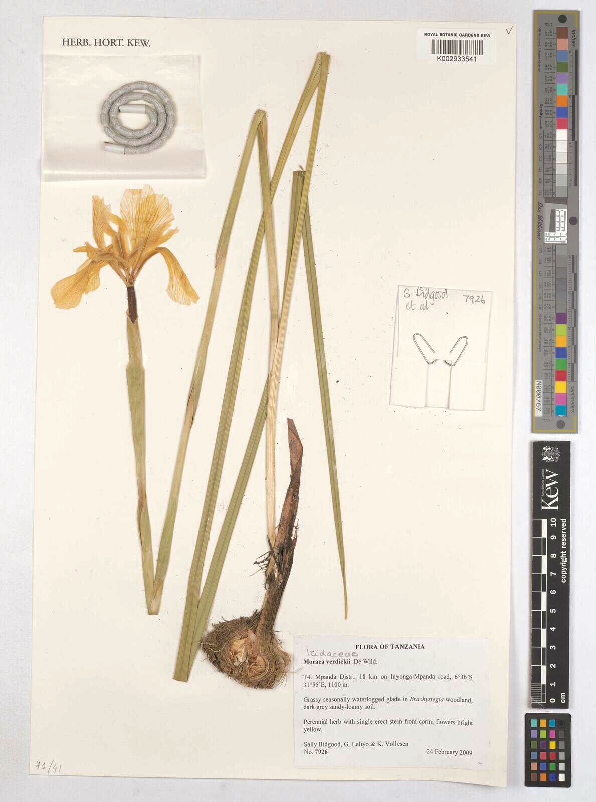 Moraea verdickii — houseplant care guide