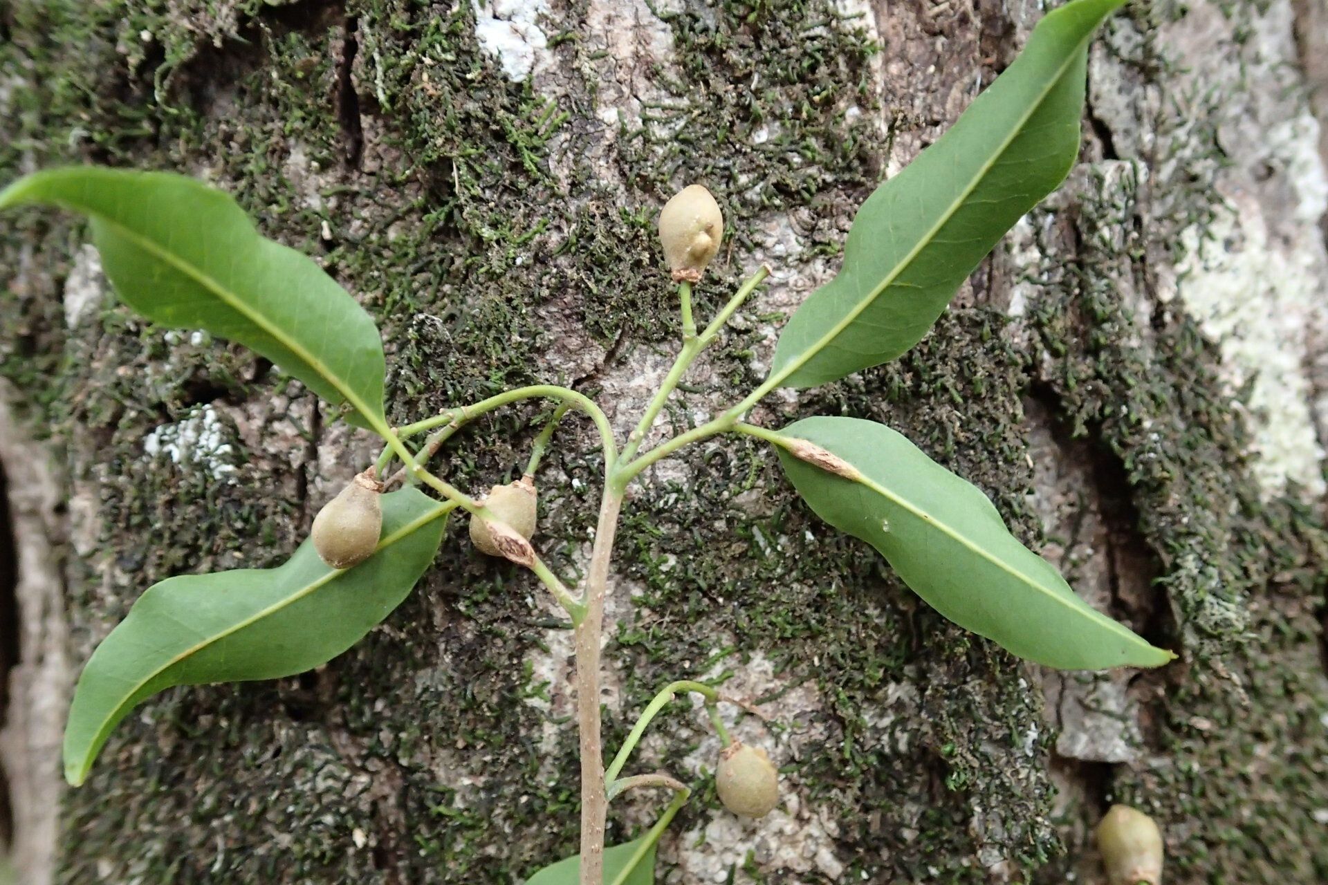Alectryon carinatus fruit