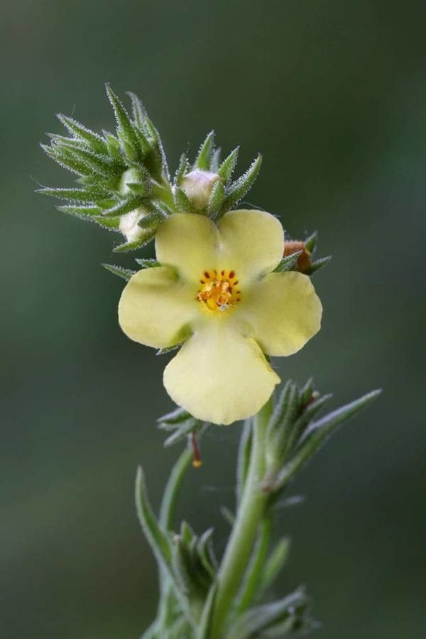 Verbascum orientale flower