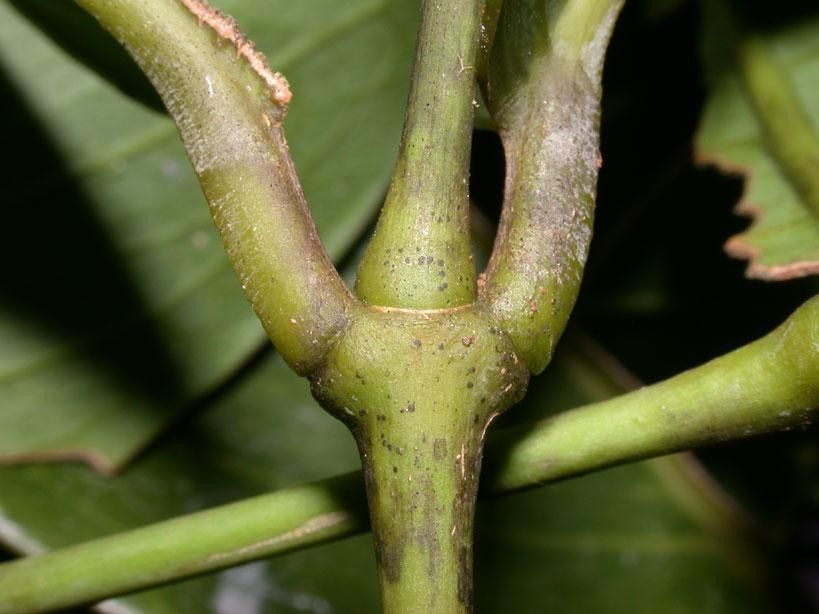 Gnetum leyboldii bark