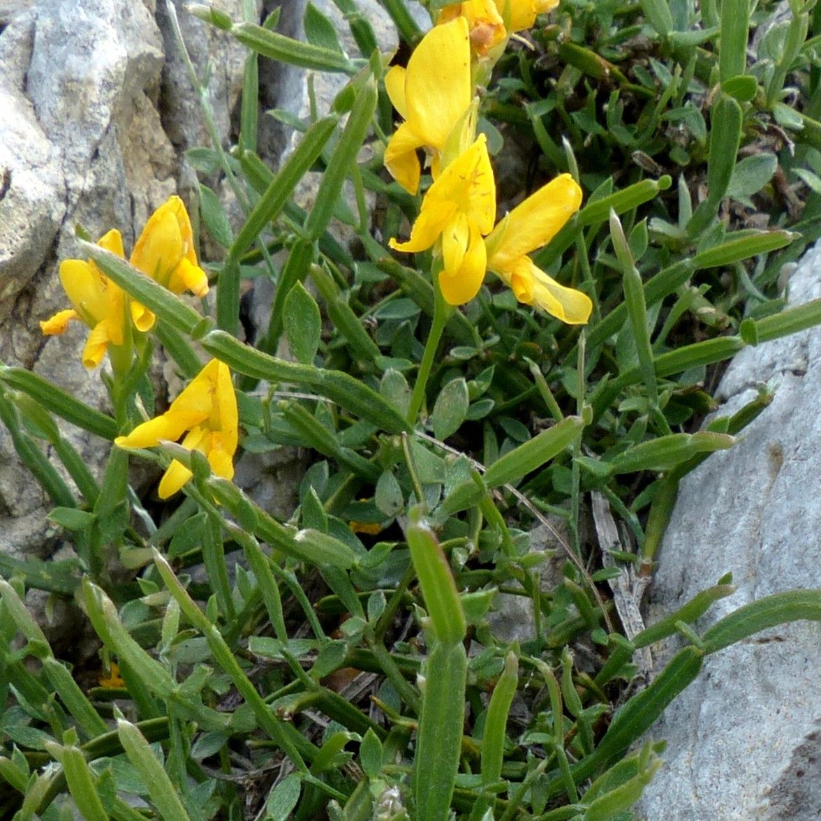 Genista delphinensis habit