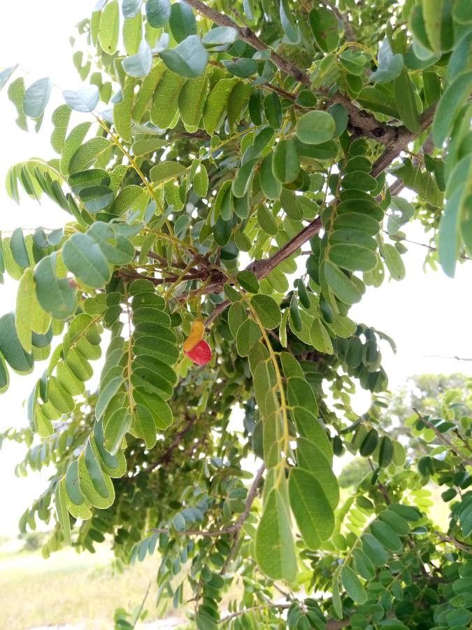 Cordyla africana fruit