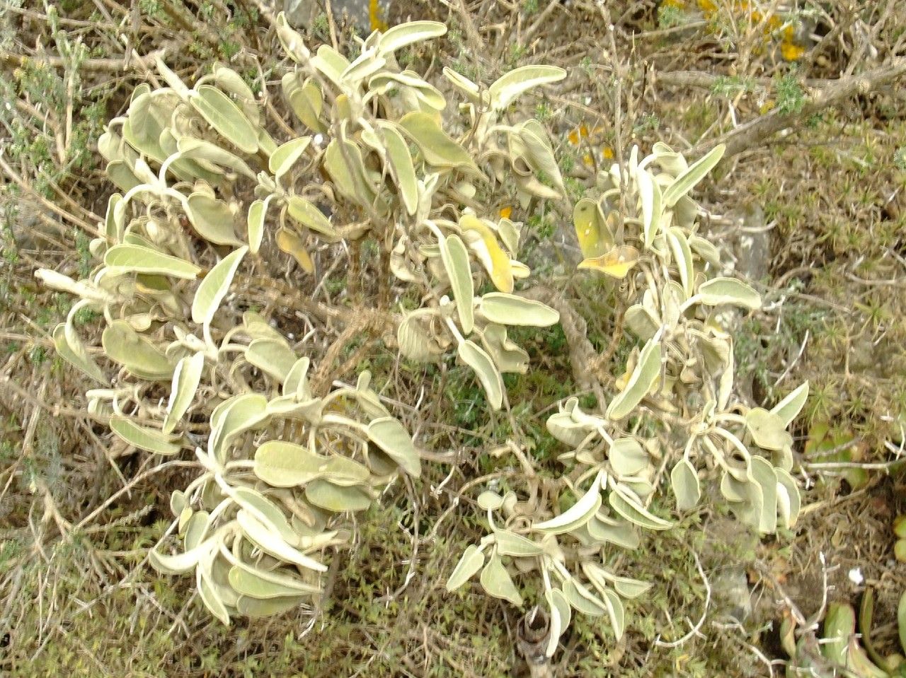 Sideritis dendrochahorra habit