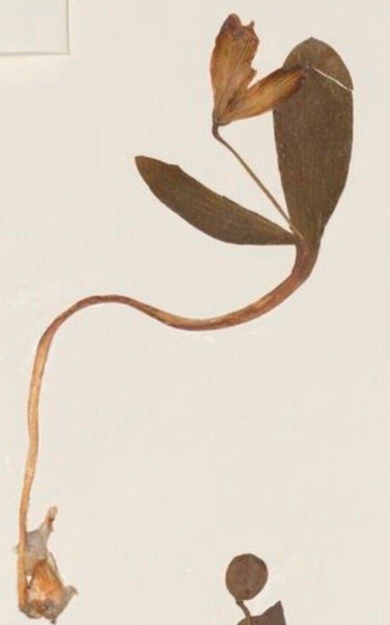 Fritillaria byfieldii — search result for 'Fritillaria'