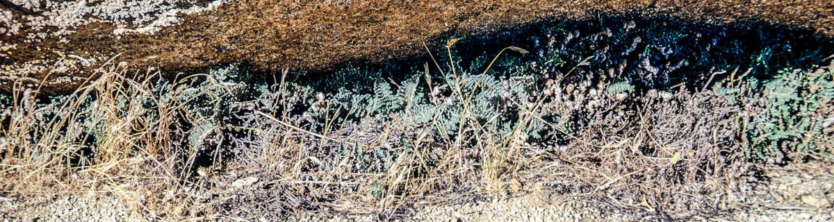 Cheilanthes covillei — search result for 'Cheilanthes'