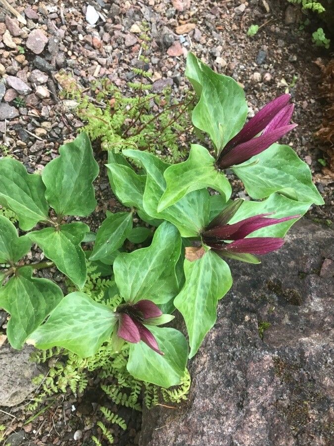 Trillium chloropetalum leaf