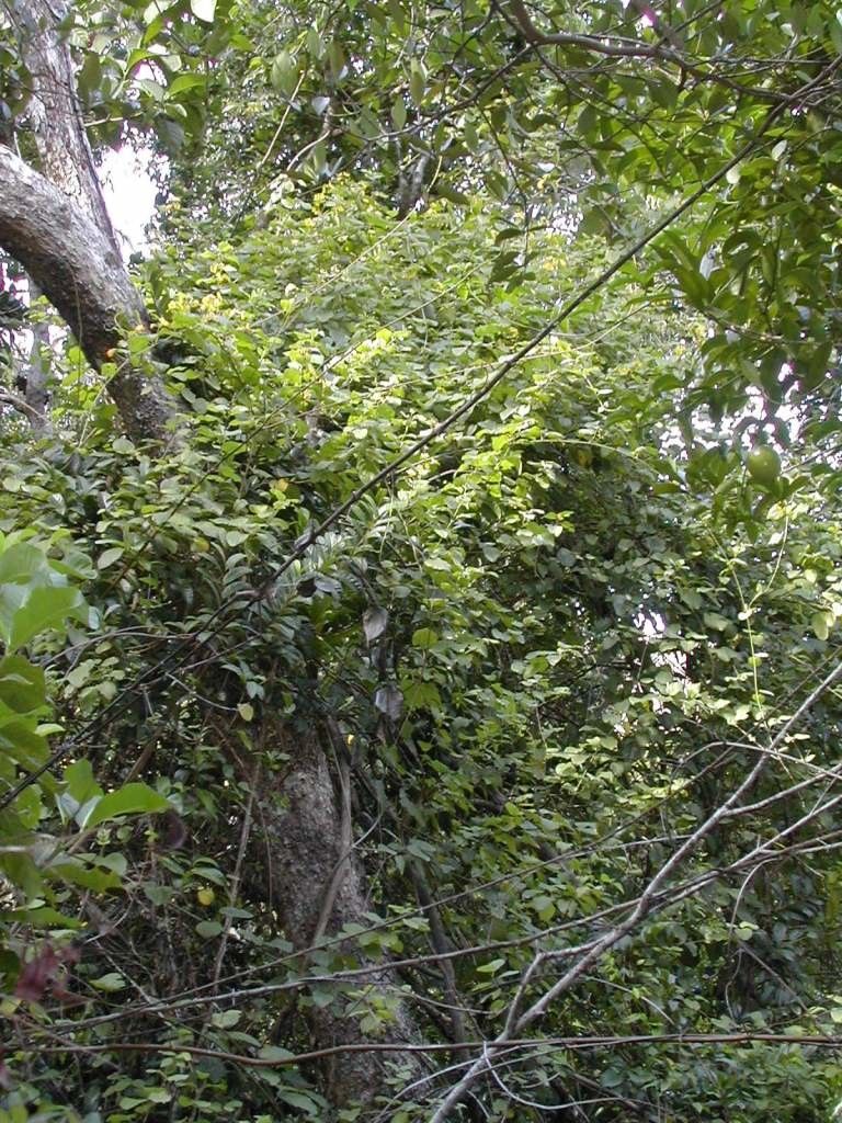 Stigmaphyllon mackeeanum habit