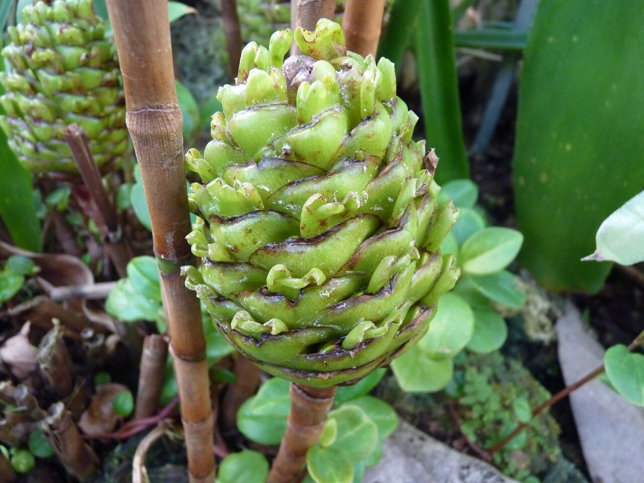 Costus megalobractea fruit
