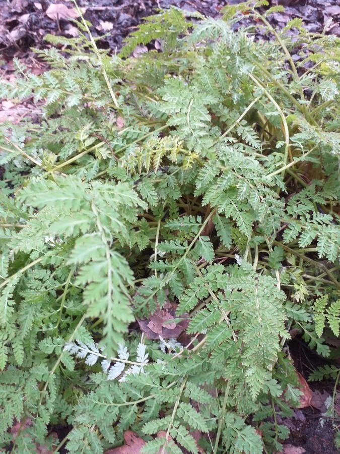 Corydalis cheilanthifolia habit
