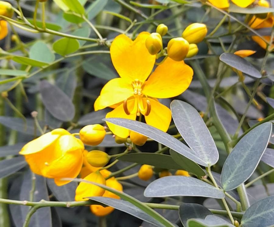 Senna pendula flower