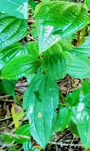 Miconia australis habit