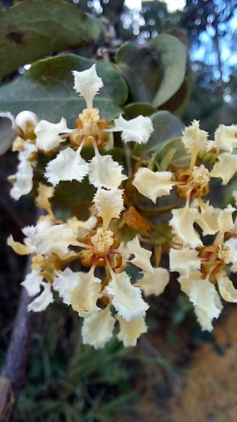 Banisteriopsis schizoptera flower