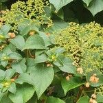 Hydrangea petiolaris