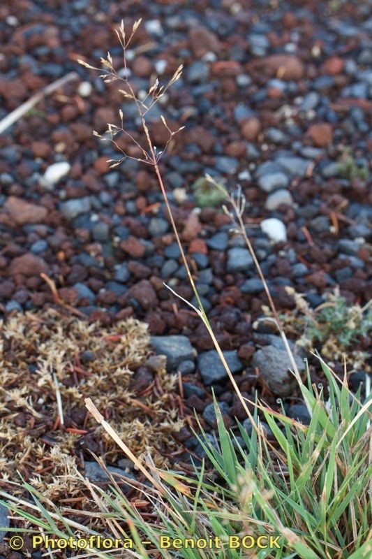 Agrostis marysae-tortiae other