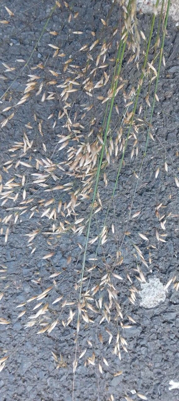 Avenella flexuosa flower