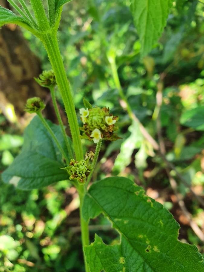 Lippia kituiensis flower