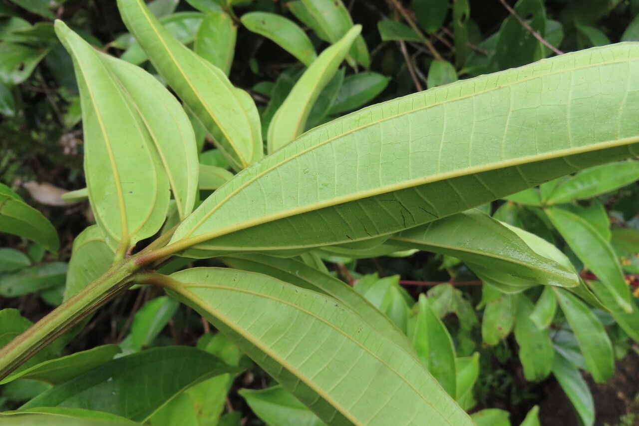 Miconia longifolia — search result for 'Miconia'