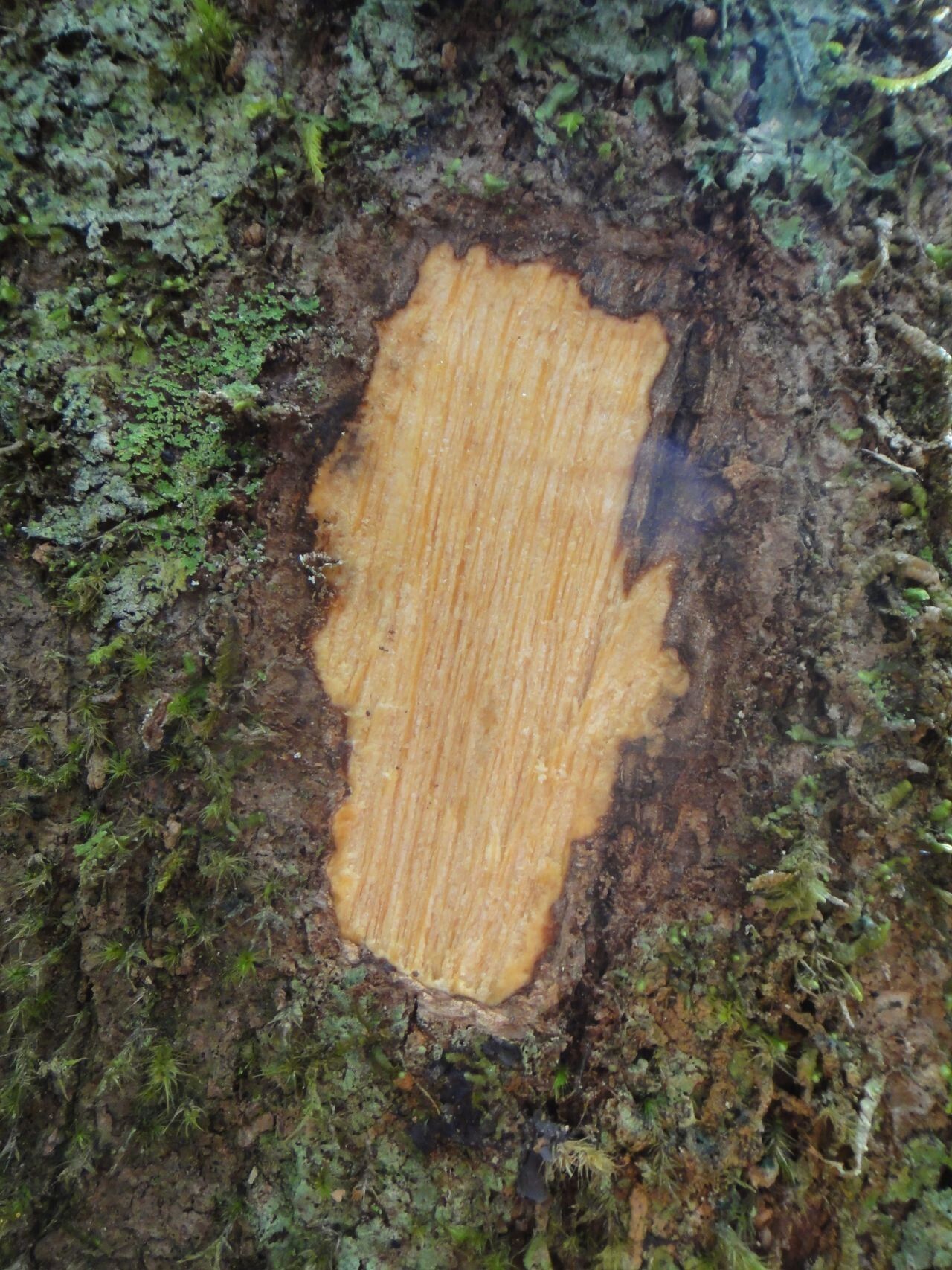 Polyscias cissodendron bark