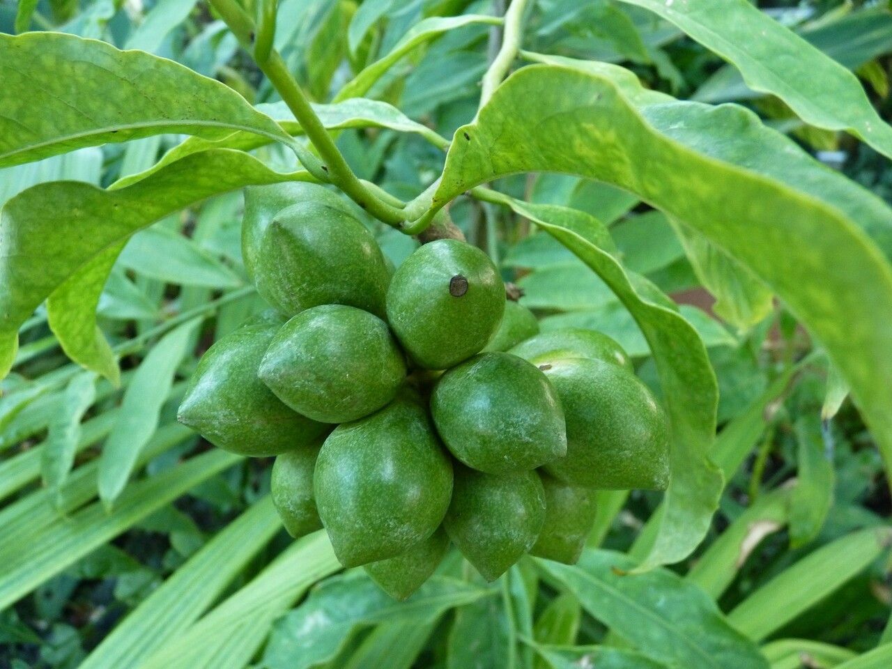 Artabotrys hexapetalus fruit