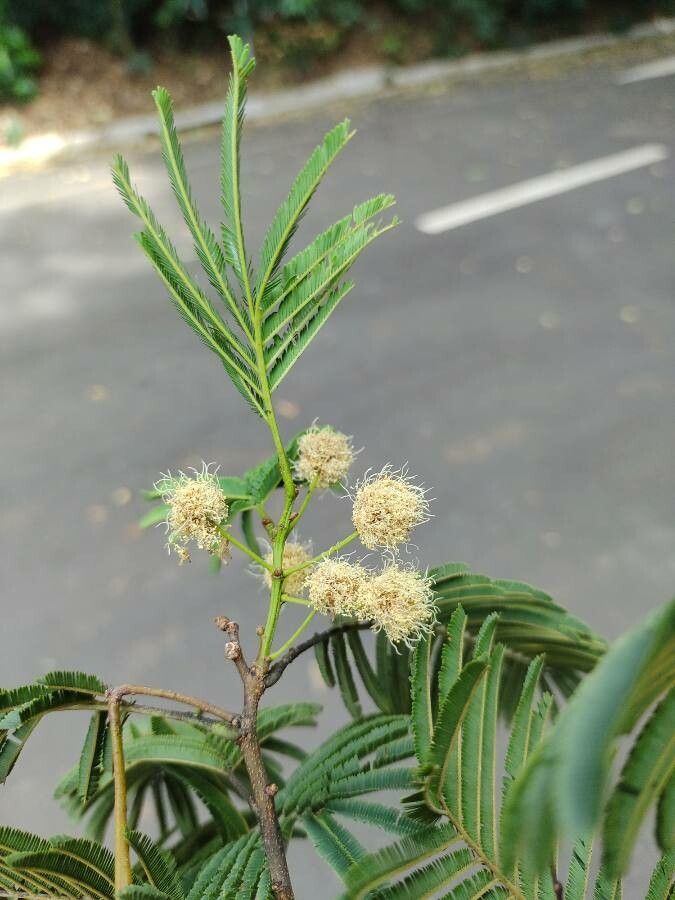 Anadenanthera colubrina flower