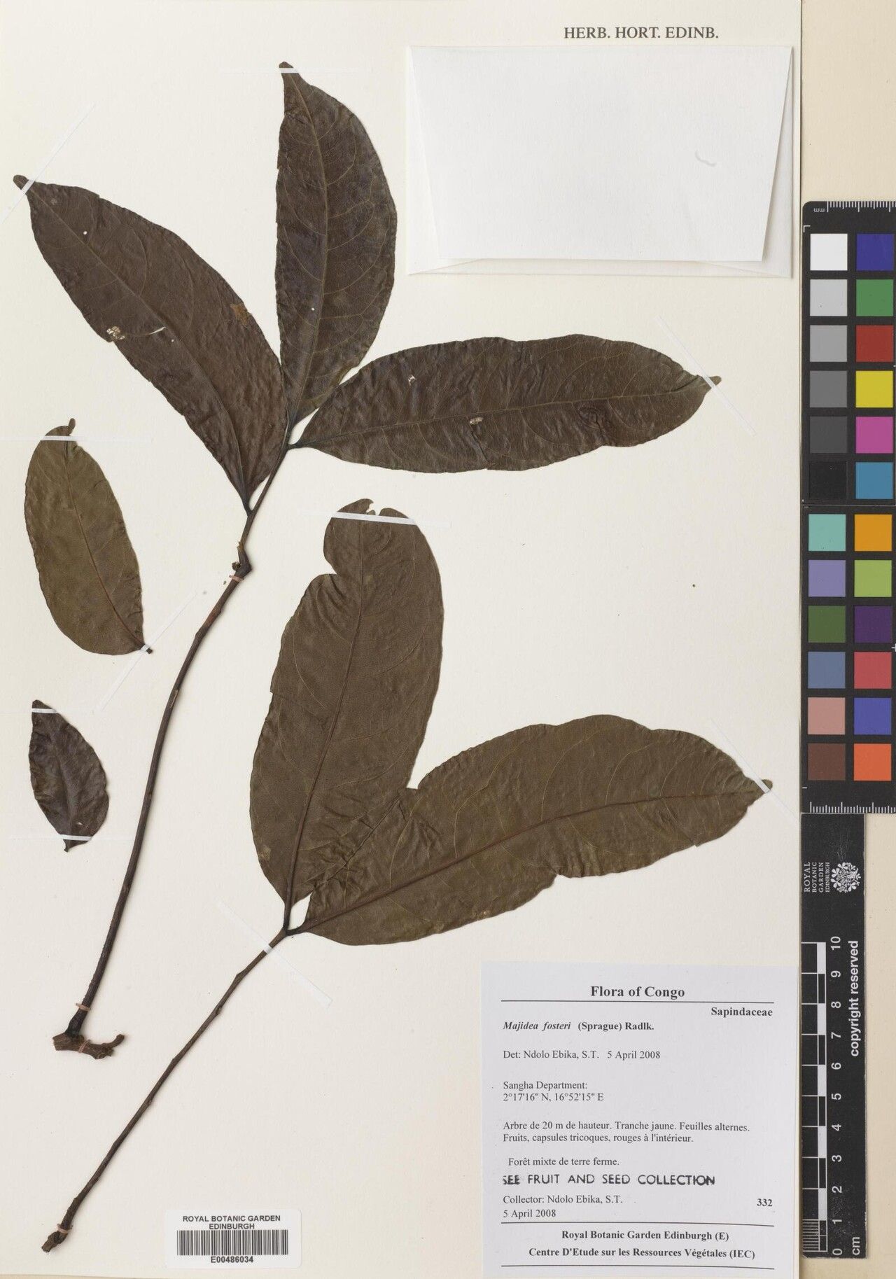 Majidea fosteri — related species from the same genus