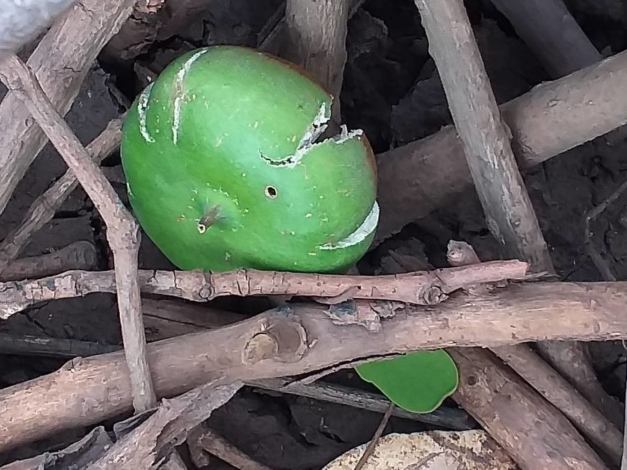 Sonneratia alba fruit