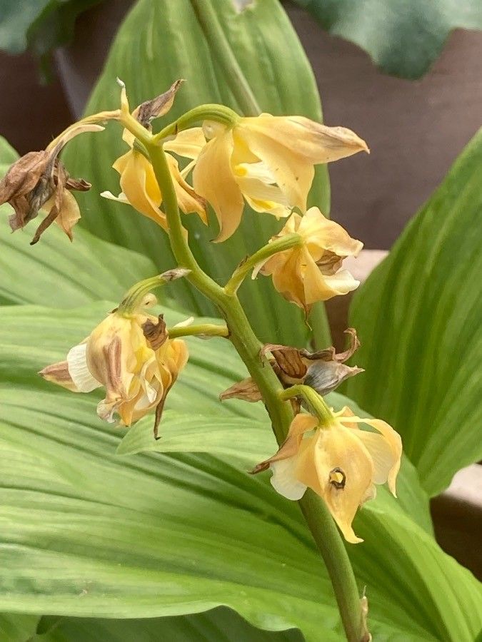 Calanthe tetragona flower