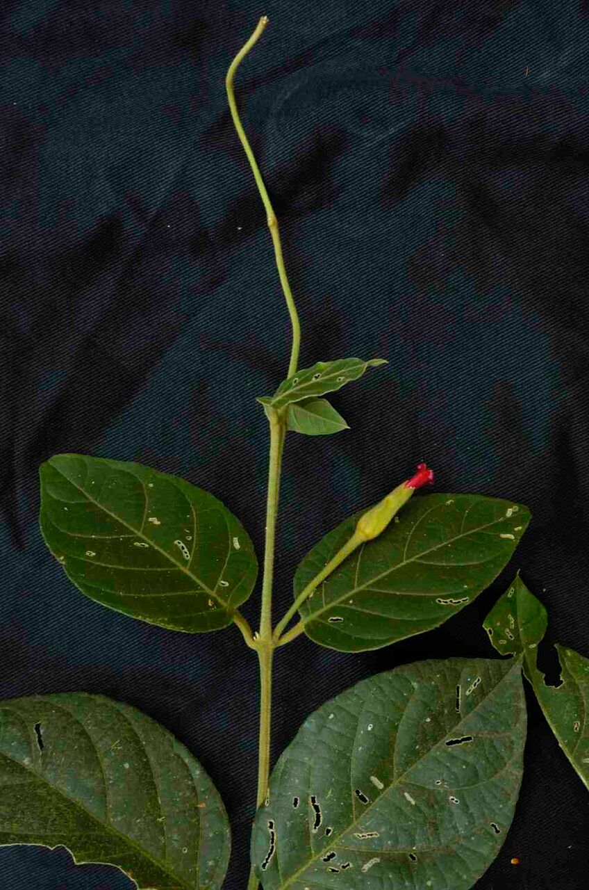 Mendoncia velloziana flower