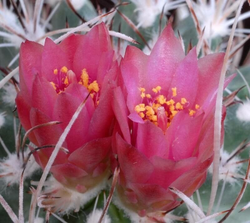 Sclerocactus blainei flower