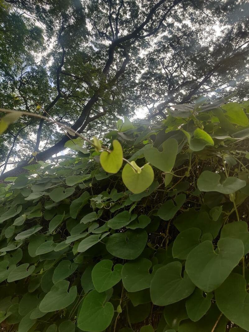 Aristolochia ringens leaf