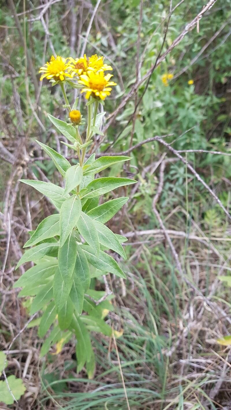 Inula helvetica leaf