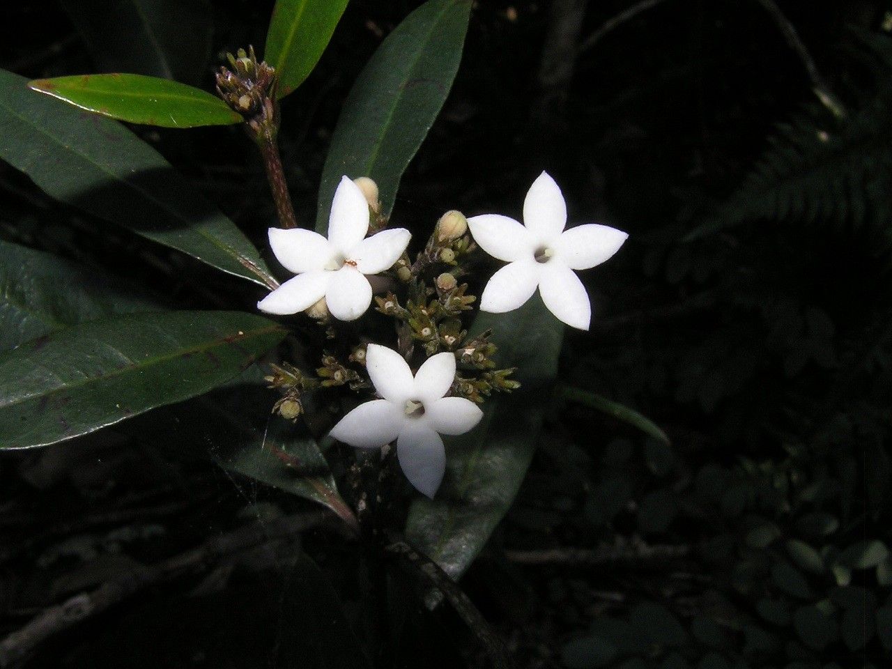 Psychotria montrouzieri flower