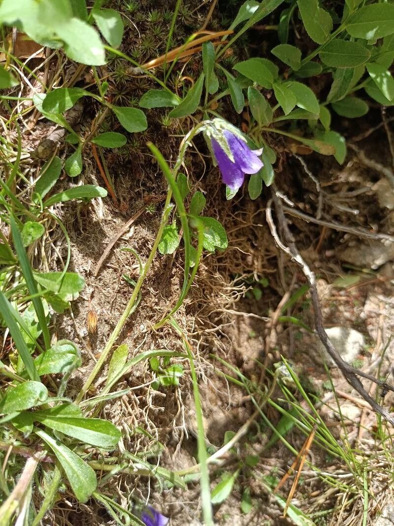 Campanula orbelica flower