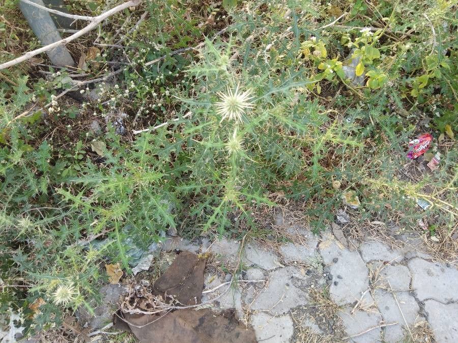 Echinops echinatus habit