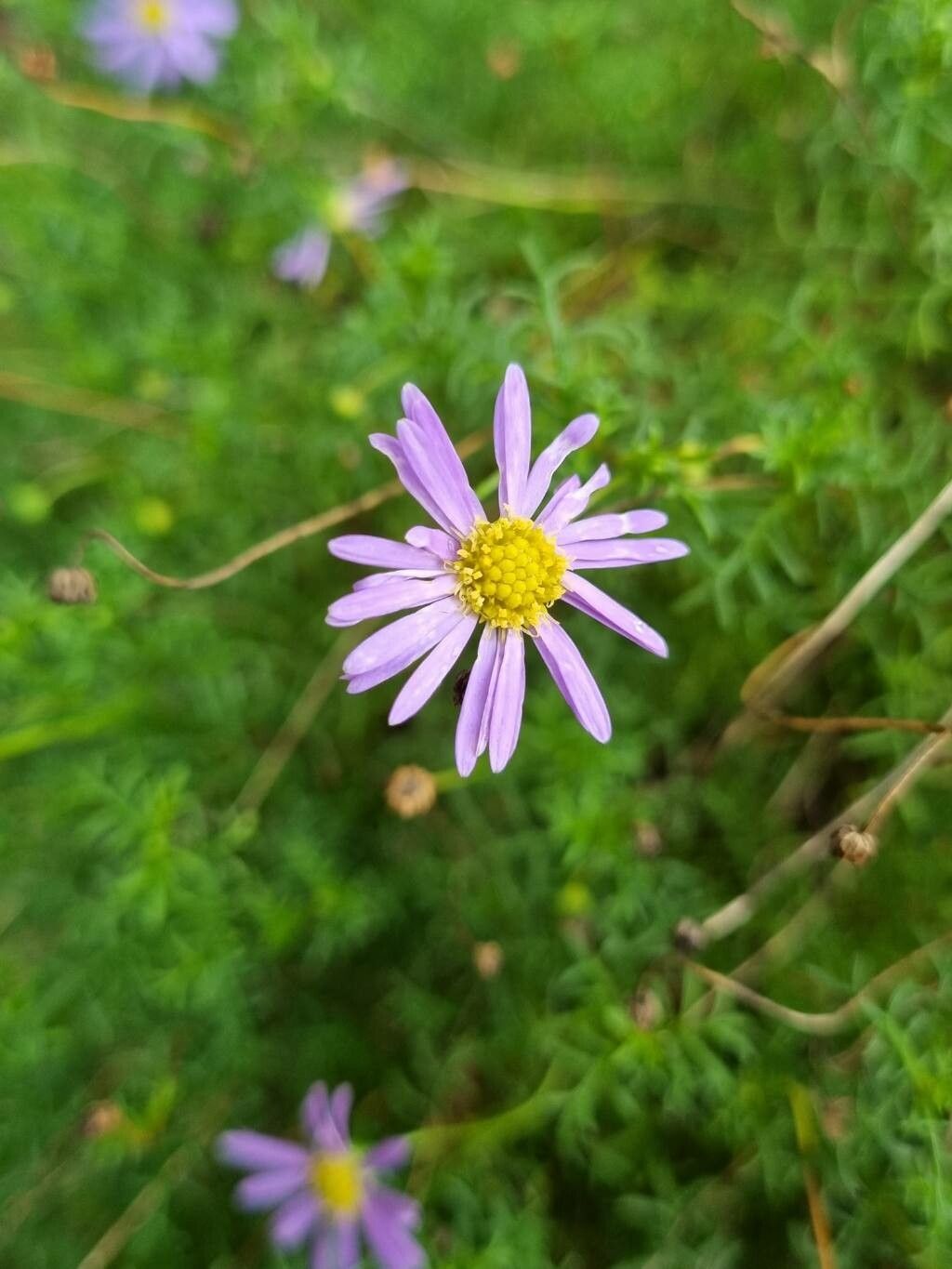 Brachyscome multifida flower