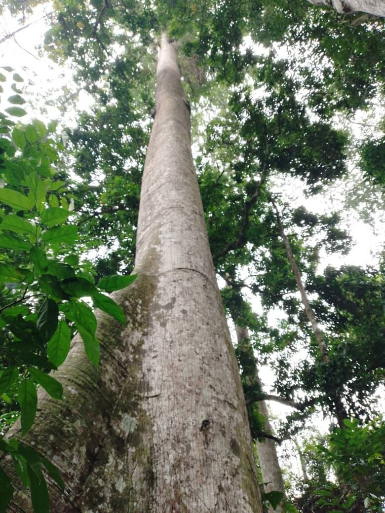 Pterygota bequaertii — related species from the same genus