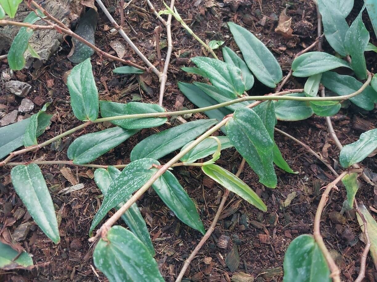 Begonia komoensis other