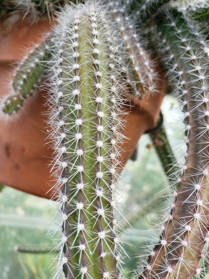 Selenicereus validus leaf